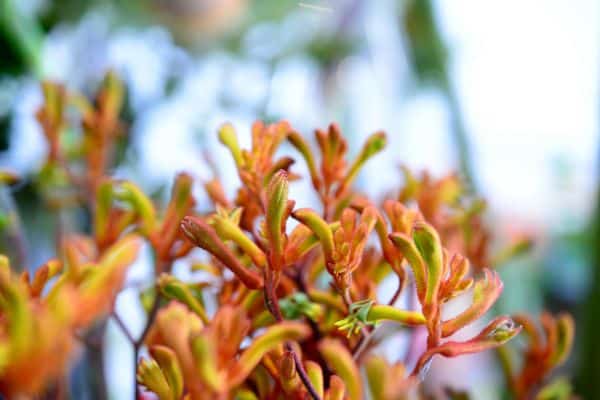 Kangaroo Paw