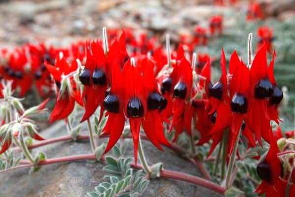 Desert Pea