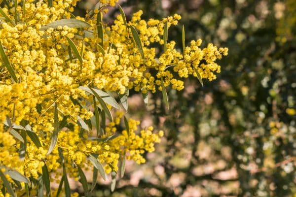 Golden Wattle