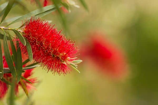 Bottlebrush