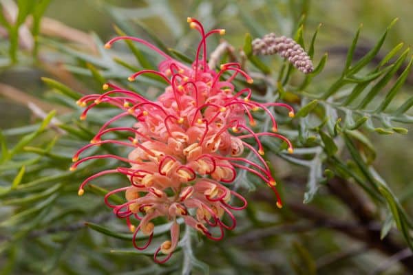 6 Australia's Native Flowers: A Complete Guide The Flower Company