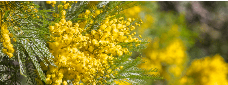 Golden Wattle