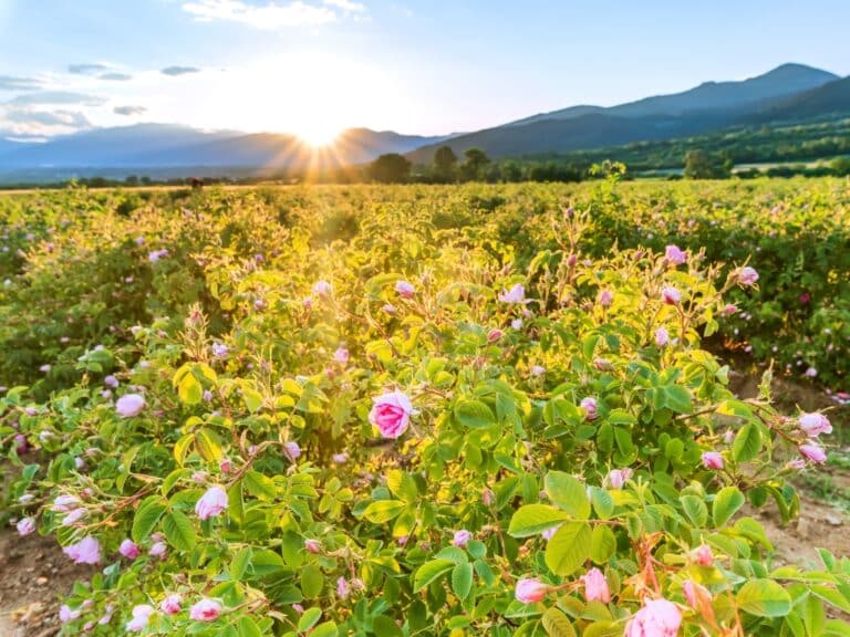 Flower Delivery Areas The Flower Company