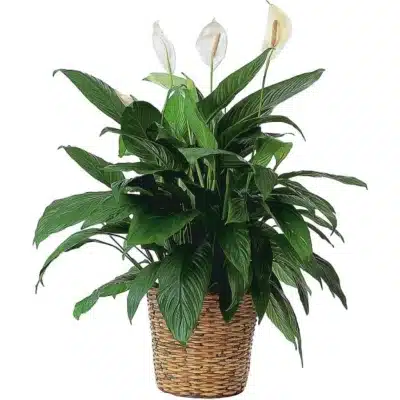 Peace Lily Plant in Wicker Basket.